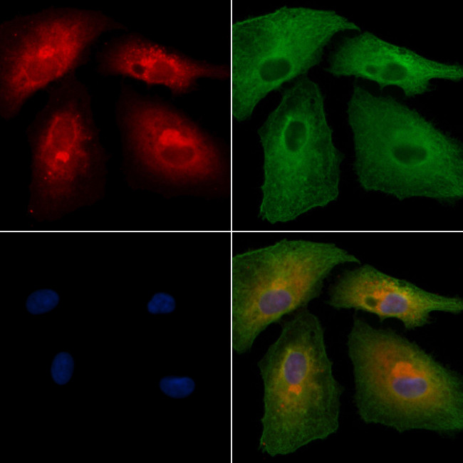 KCNMB4 Antibody in Immunocytochemistry (ICC/IF)