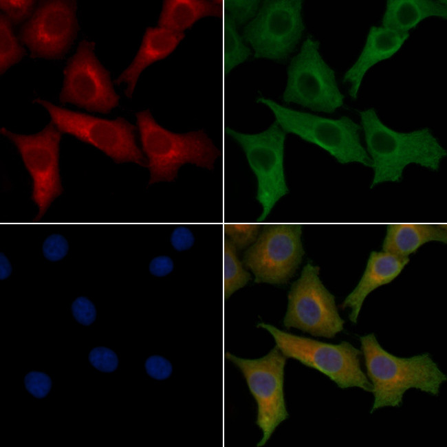 KCNMB4 Antibody in Immunocytochemistry (ICC/IF)