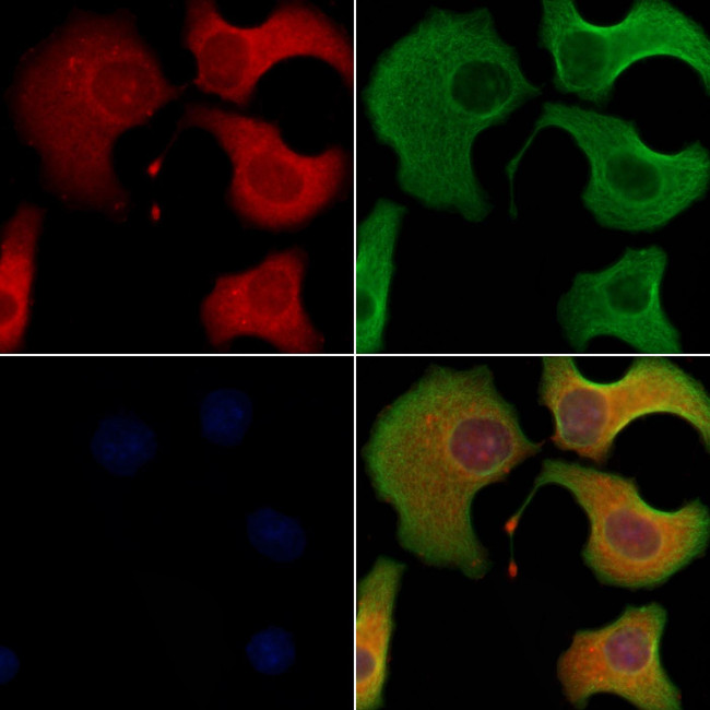 TSPAN9 Antibody in Immunocytochemistry (ICC/IF)