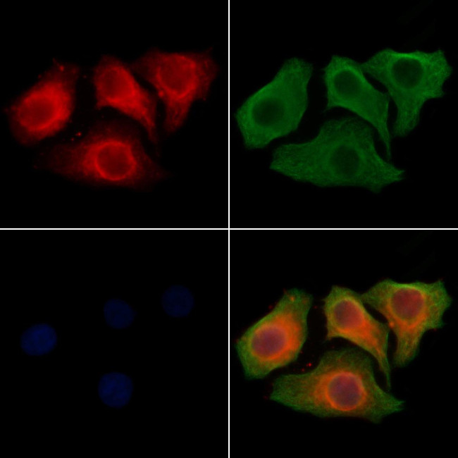 SLC26A5 Antibody in Immunocytochemistry (ICC/IF)