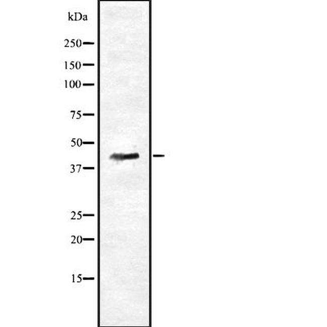 RAP1 Antibody in Western Blot (WB)