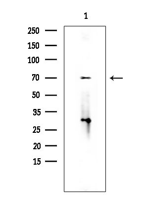 SEMA3C Antibody in Western Blot (WB)