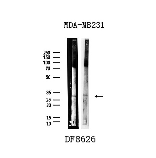 UCP2 Antibody in Western Blot (WB)