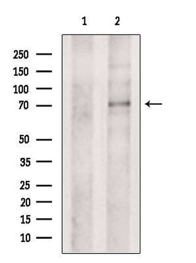 UGT8 Antibody in Western Blot (WB)