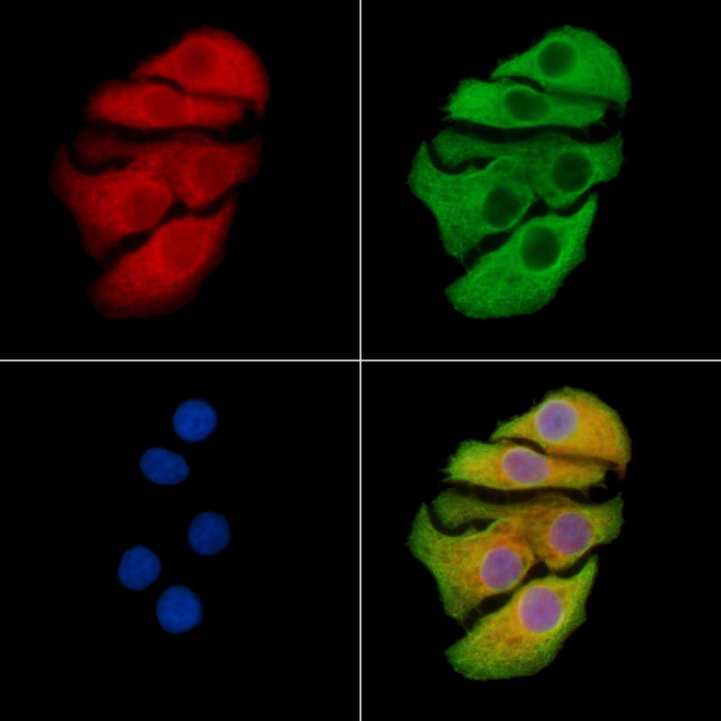 AMID Antibody in Immunocytochemistry (ICC/IF)