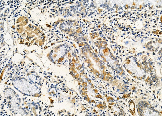 AMID Antibody in Immunohistochemistry (Paraffin) (IHC (P))