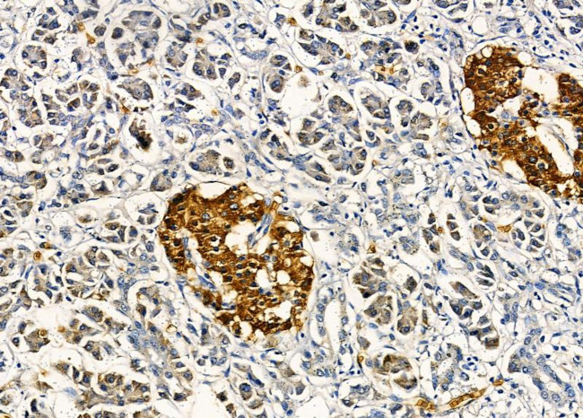 AMID Antibody in Immunohistochemistry (Paraffin) (IHC (P))