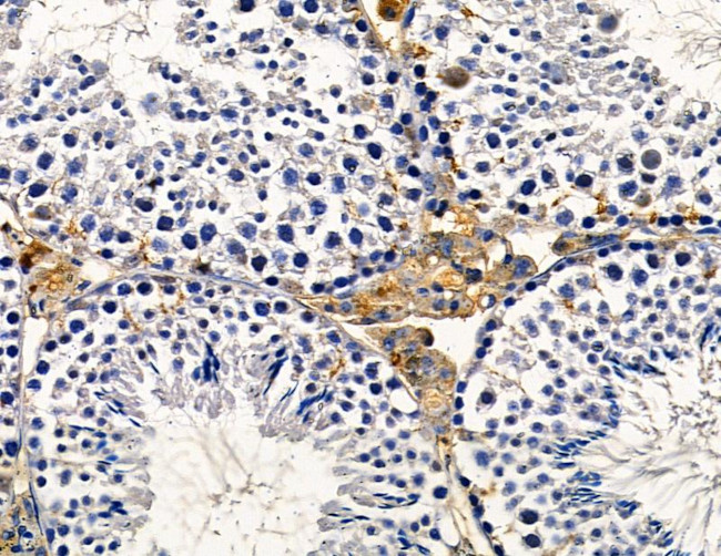 AMID Antibody in Immunohistochemistry (Paraffin) (IHC (P))