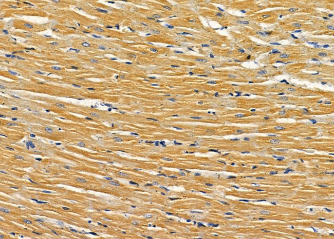 AMID Antibody in Immunohistochemistry (Paraffin) (IHC (P))