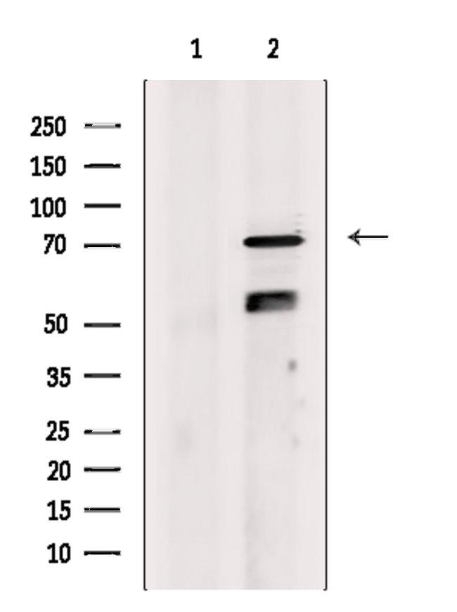 GAS6 Antibody in Western Blot (WB)