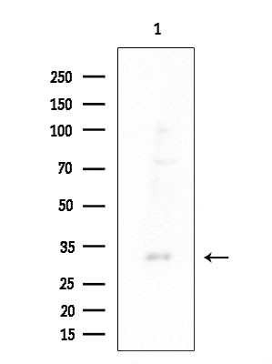 P2Y14 Antibody in Western Blot (WB)