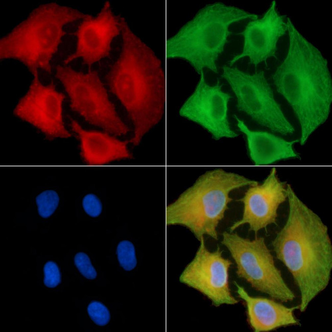 Olfr417 Antibody in Immunocytochemistry (ICC/IF)