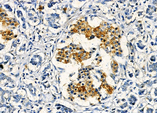 Olfr417 Antibody in Immunohistochemistry (Paraffin) (IHC (P))