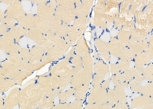 OR2T3/OR2T34 Antibody in Immunohistochemistry (Paraffin) (IHC (P))