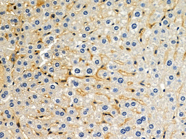 OR9G1 Antibody in Immunohistochemistry (Paraffin) (IHC (P))