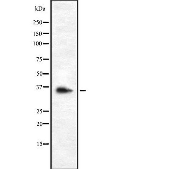 OR9G1 Antibody in Western Blot (WB)