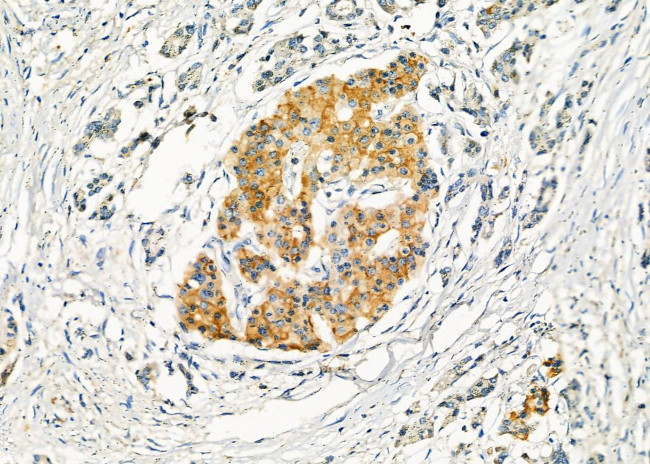 Slc30A8 Antibody in Immunohistochemistry (Paraffin) (IHC (P))