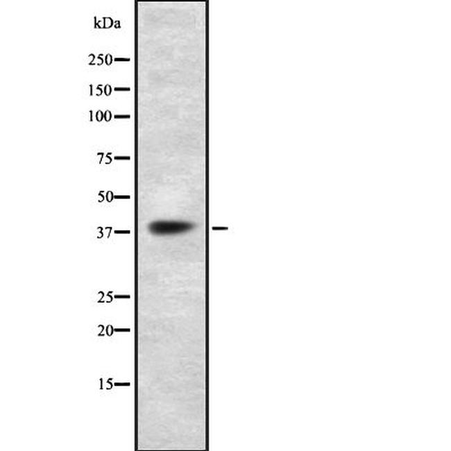 TAAR5 Antibody in Western Blot (WB)