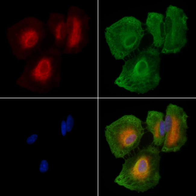 TAAR5 Antibody in Immunocytochemistry (ICC/IF)