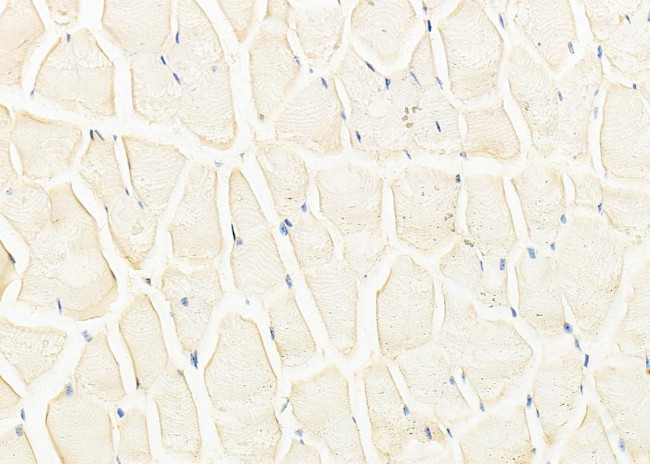 TAAR5 Antibody in Immunohistochemistry (Paraffin) (IHC (P))