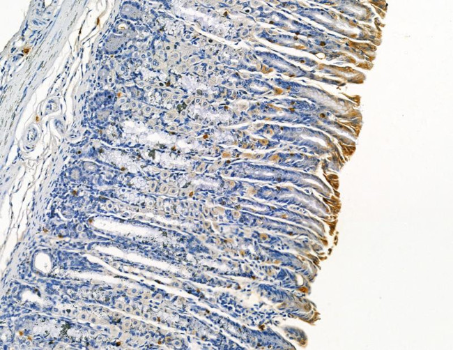 DYRK3 Antibody in Immunohistochemistry (Paraffin) (IHC (P))