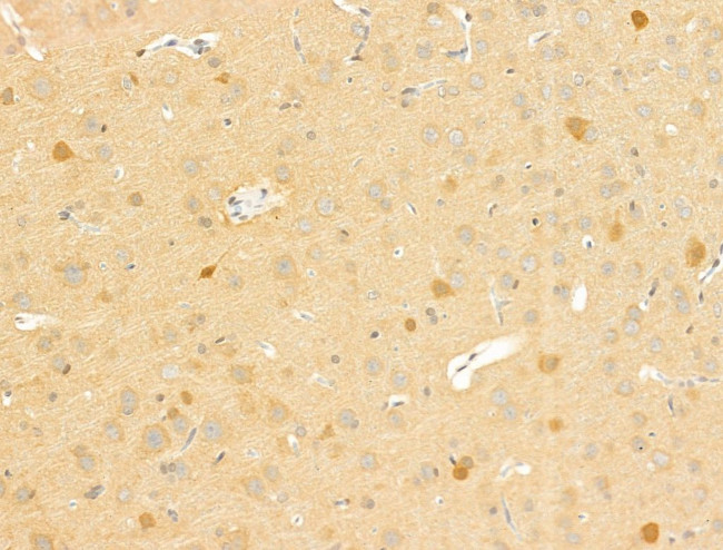 MARCKSL1 Antibody in Immunohistochemistry (Paraffin) (IHC (P))