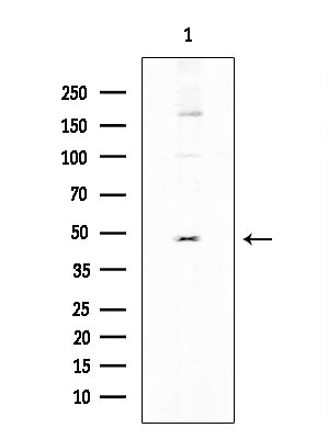 EGR3 Antibody in Western Blot (WB)