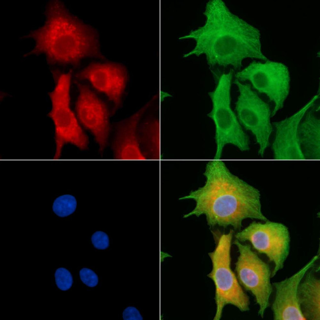 AKAP6 Antibody in Immunocytochemistry (ICC/IF)