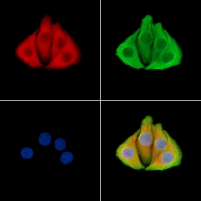 TAL2 Antibody in Immunocytochemistry (ICC/IF)