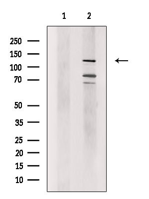 ZFPM2 Antibody in Western Blot (WB)