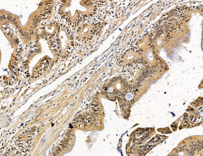 Ubinuclein 1 Antibody in Immunohistochemistry (Paraffin) (IHC (P))