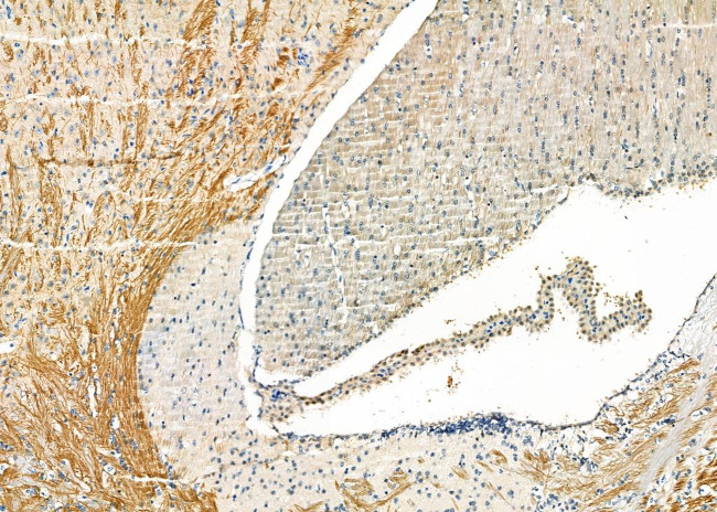 COL9A2 Antibody in Immunohistochemistry (Paraffin) (IHC (P))