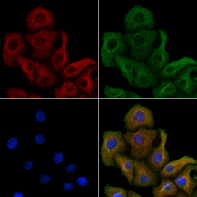 COX15 Antibody in Immunocytochemistry (ICC/IF)