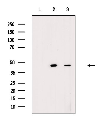 COX15 Antibody in Western Blot (WB)