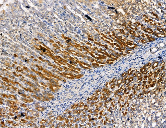 CYP4F8 Antibody in Immunohistochemistry (Paraffin) (IHC (P))