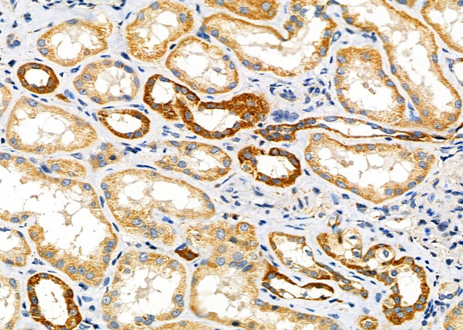 COX6B1 Antibody in Immunohistochemistry (Paraffin) (IHC (P))