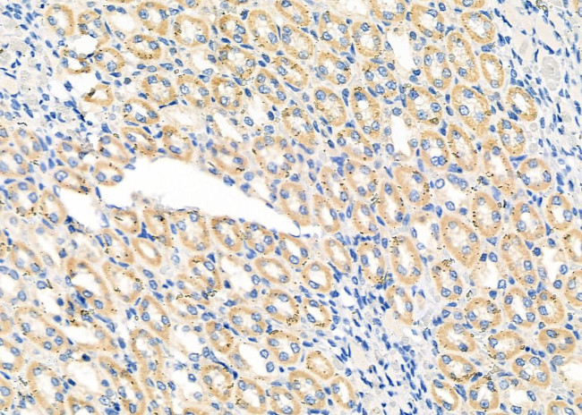 COX6B1 Antibody in Immunohistochemistry (Paraffin) (IHC (P))