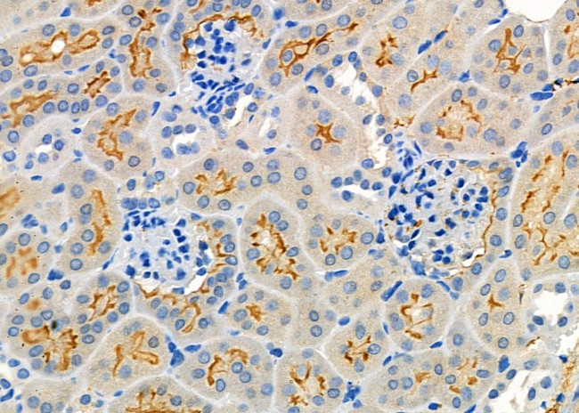 FGF16 Antibody in Immunohistochemistry (Paraffin) (IHC (P))