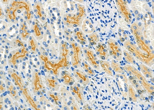 FGF16 Antibody in Immunohistochemistry (Paraffin) (IHC (P))