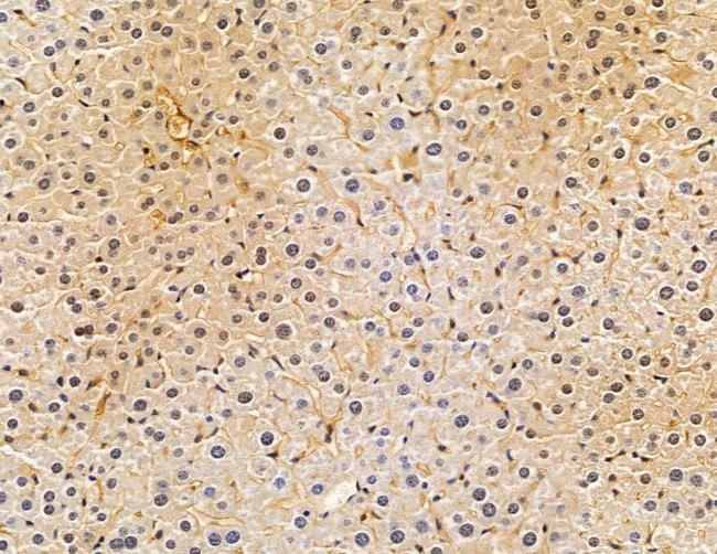 FGFBP3 Antibody in Immunohistochemistry (Paraffin) (IHC (P))