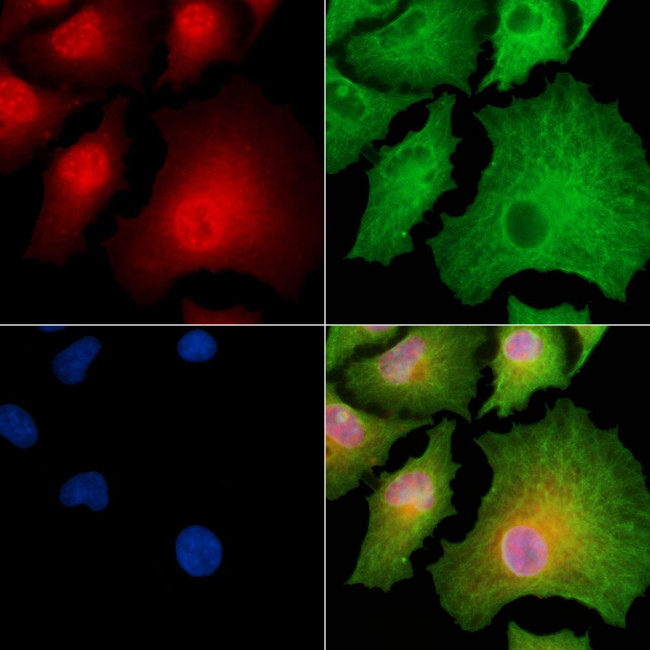 ICEBERG Antibody in Immunocytochemistry (ICC/IF)