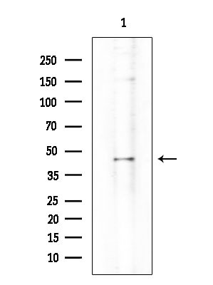 IFI44 Antibody in Western Blot (WB)