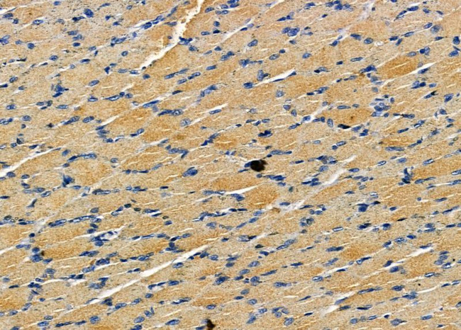 Interferon alpha-8 Antibody in Immunohistochemistry (Paraffin) (IHC (P))