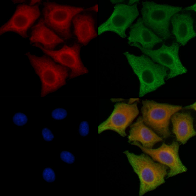 IFIT1B Antibody in Immunocytochemistry (ICC/IF)