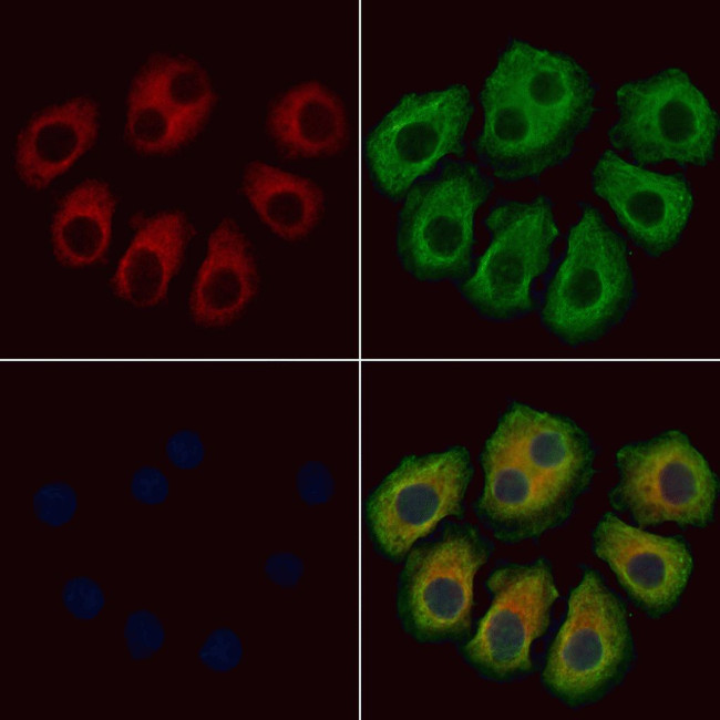 IL-26 Antibody in Immunocytochemistry (ICC/IF)