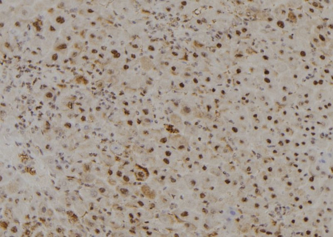 MOZ Antibody in Immunohistochemistry (Paraffin) (IHC (P))