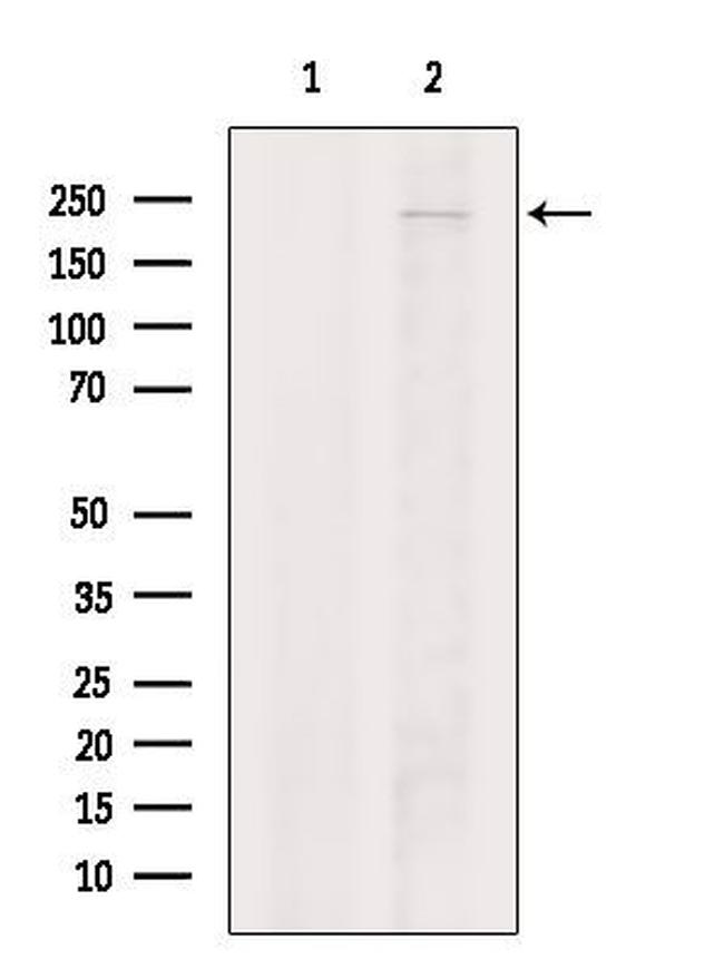 MOZ Antibody in Western Blot (WB)