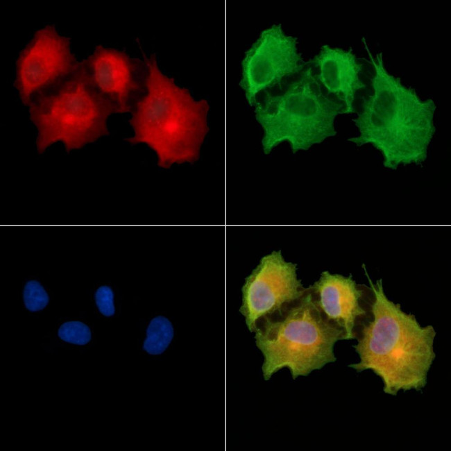 NFAM1 Antibody in Immunocytochemistry (ICC/IF)