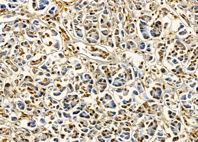 NFAM1 Antibody in Immunohistochemistry (Paraffin) (IHC (P))