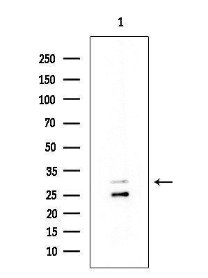 NFAM1 Antibody in Western Blot (WB)